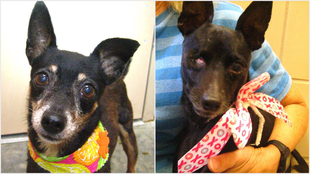 St. Lucie County Pet of the Week - Week of March 8, 2019